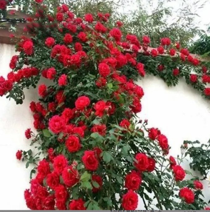 SZŐLŐRÓZSA VIRÁGMAGOK MÁSSZÓ🌹